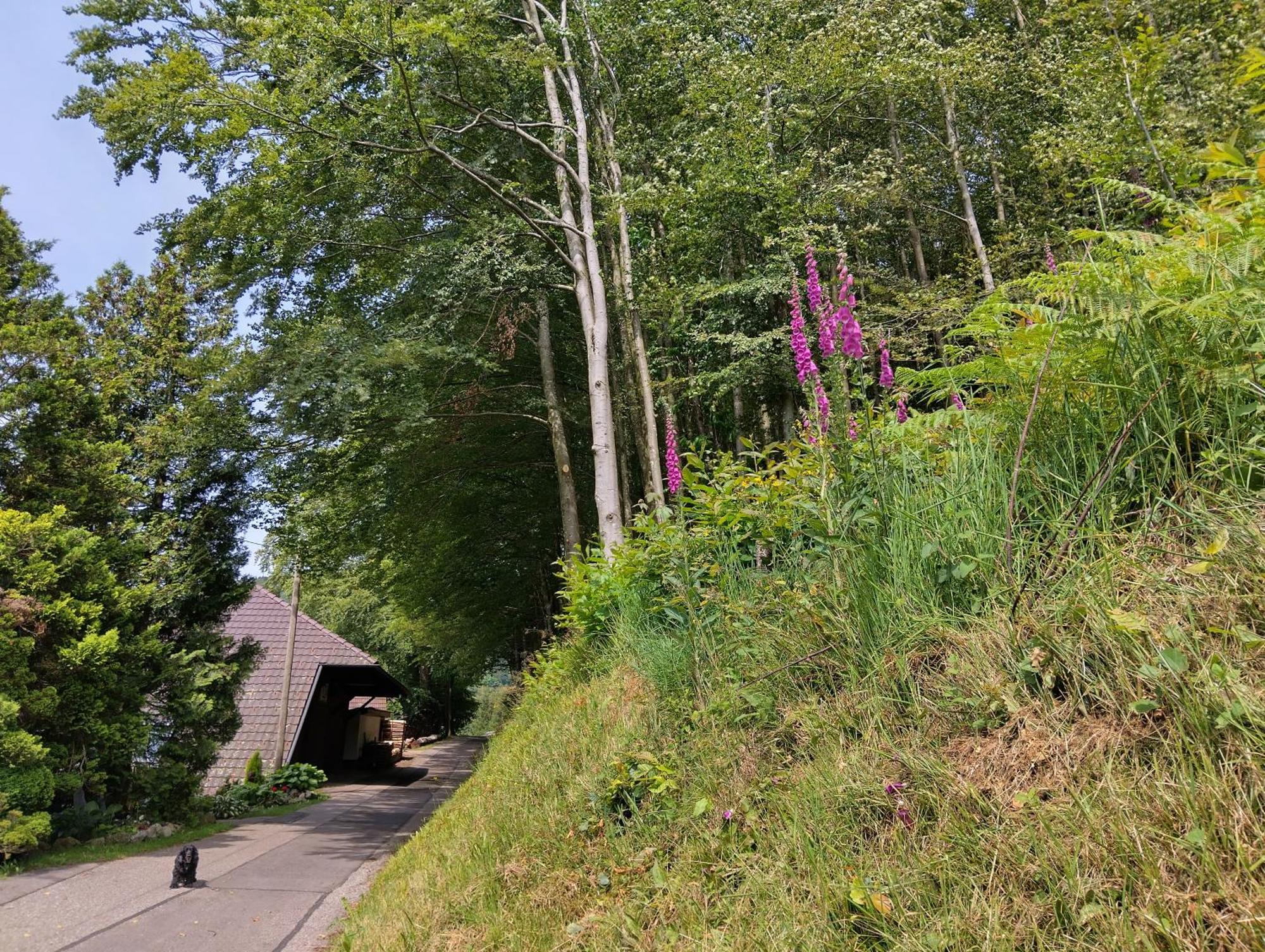 Haus "Guck - Ins - Tal" Διαμέρισμα Sasbachwalden Εξωτερικό φωτογραφία